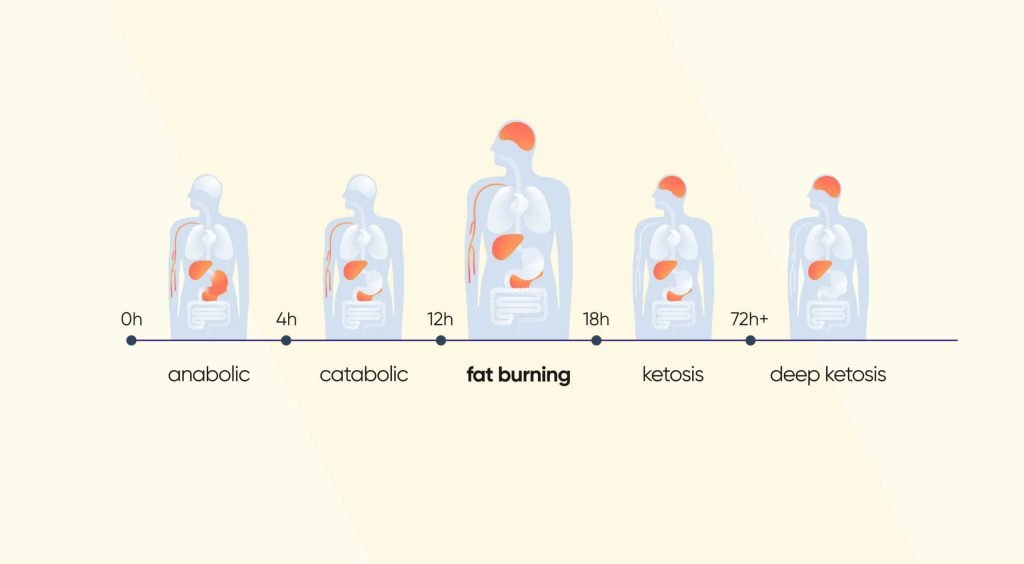 How Often To Take Fat Burners For Safe Results