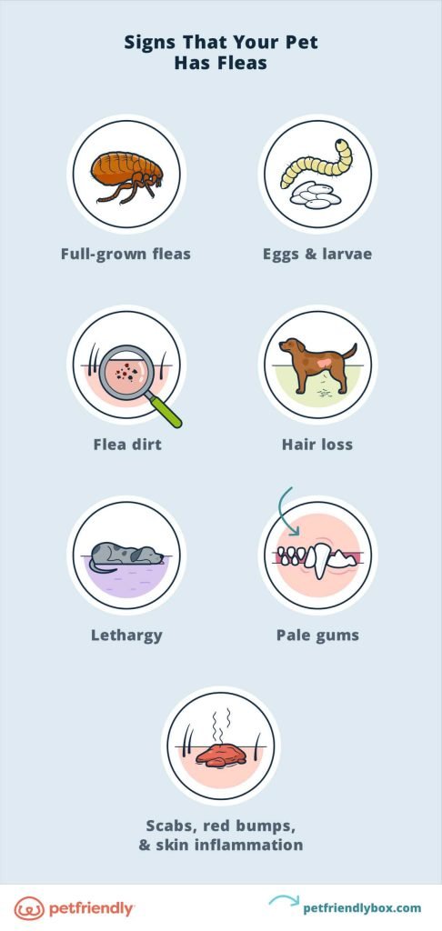 Can Fleas Cause Weight Loss In Cats Explained