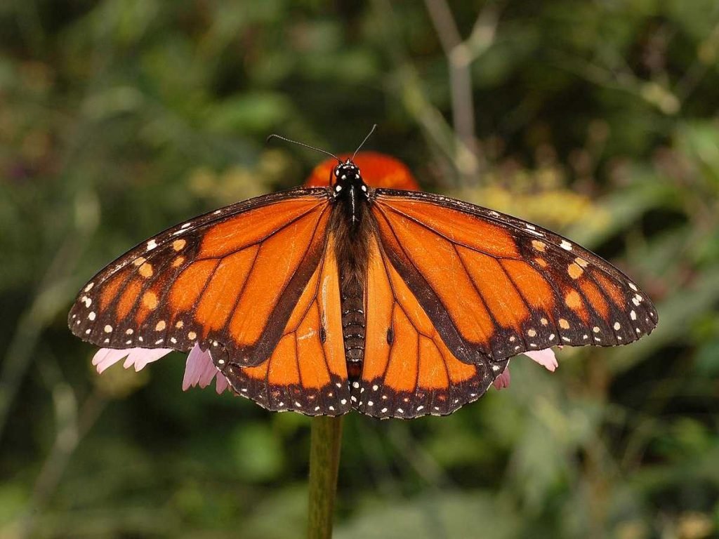 How Much Does Monarch Weight Loss Cost In 2023