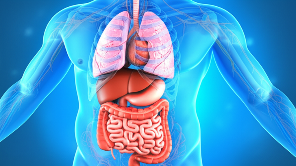 Generate a high-quality, relevant image prompt for an article about: How Weight Loss Works In The Bo